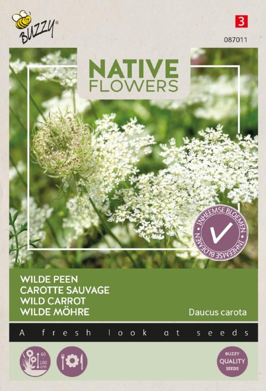 okrasná mrkva, divoká mrkva, semená kvetov, mrkva ako kvet